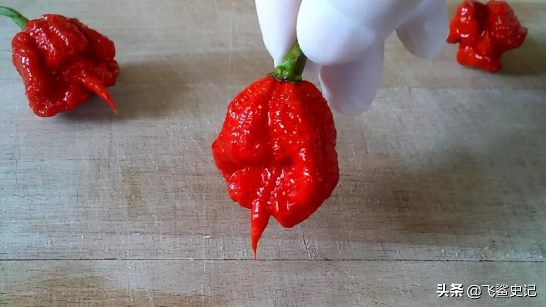 象鼻做菜_象鼻美食_象鼻食物