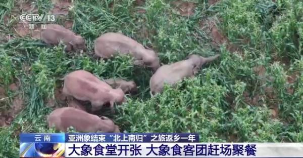 象鼻料理_象鼻美食_象鼻做菜