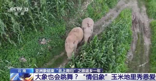 象鼻料理_象鼻美食_象鼻做菜