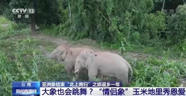 象鼻料理_象鼻美食_象鼻做菜