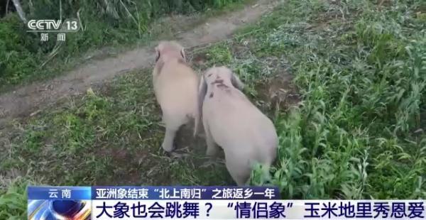 象鼻做菜_象鼻美食_象鼻料理