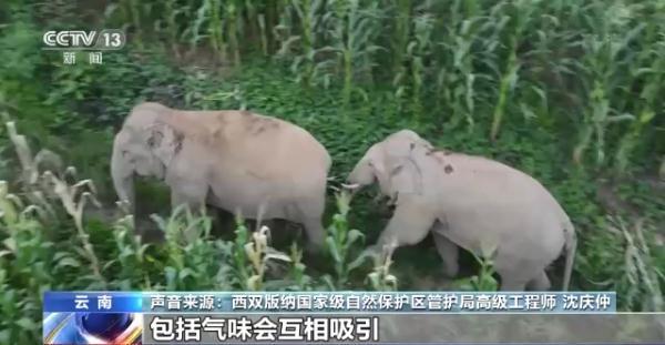 象鼻做菜_象鼻美食_象鼻料理