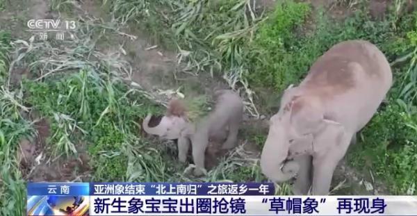 象鼻美食_象鼻料理_象鼻做菜