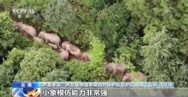 象鼻料理_象鼻美食_象鼻做菜