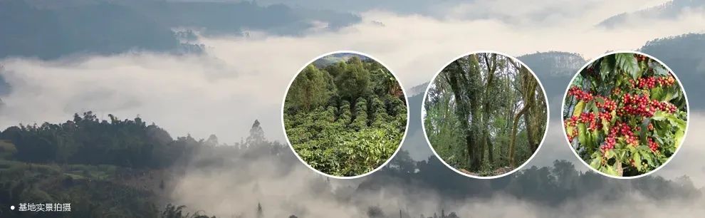 咖楼树道咖啡_咖啡树咖啡_咖啡树林